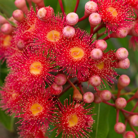 Bloodwood flower