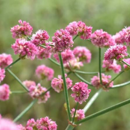 Buckwheat flower
