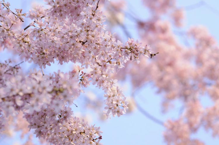 Cherry flower