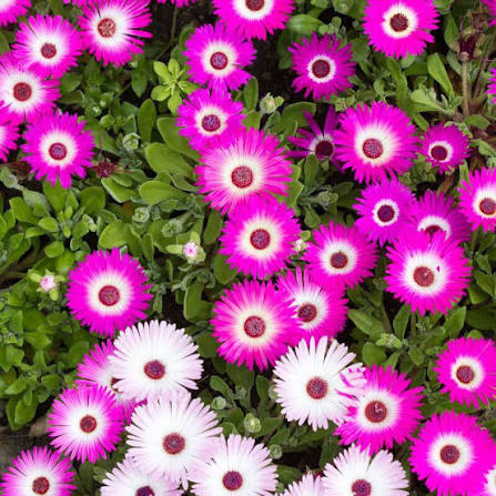 Ice Plant flower