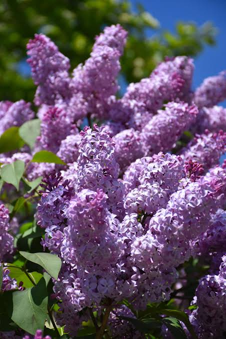 Lilac flower