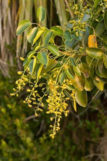 Poisonwood flower