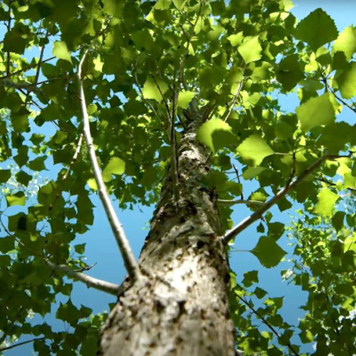 Poplar flower
