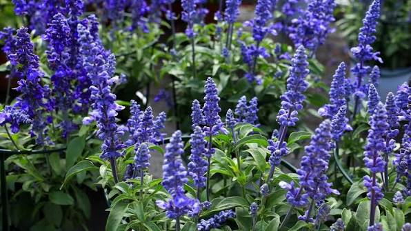 Sage flower