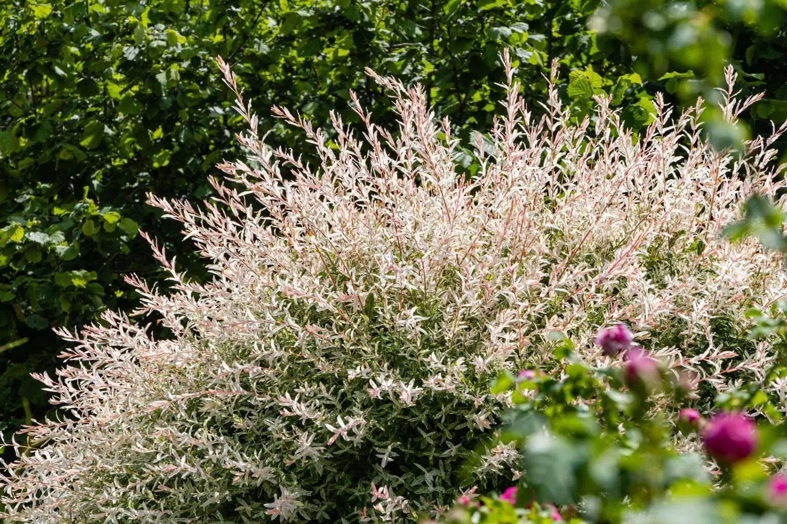 Willow flower